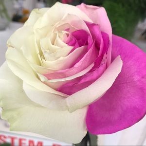 Meet your Posher, Cassandra